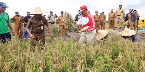 Petani Tidak Bisa Bekerja Tanpa Dukungan Pemerintah
